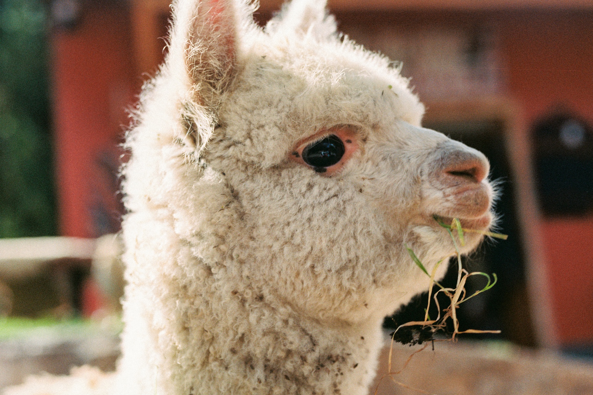 RSG-250724-22 Alpaca in Rio Sagrado