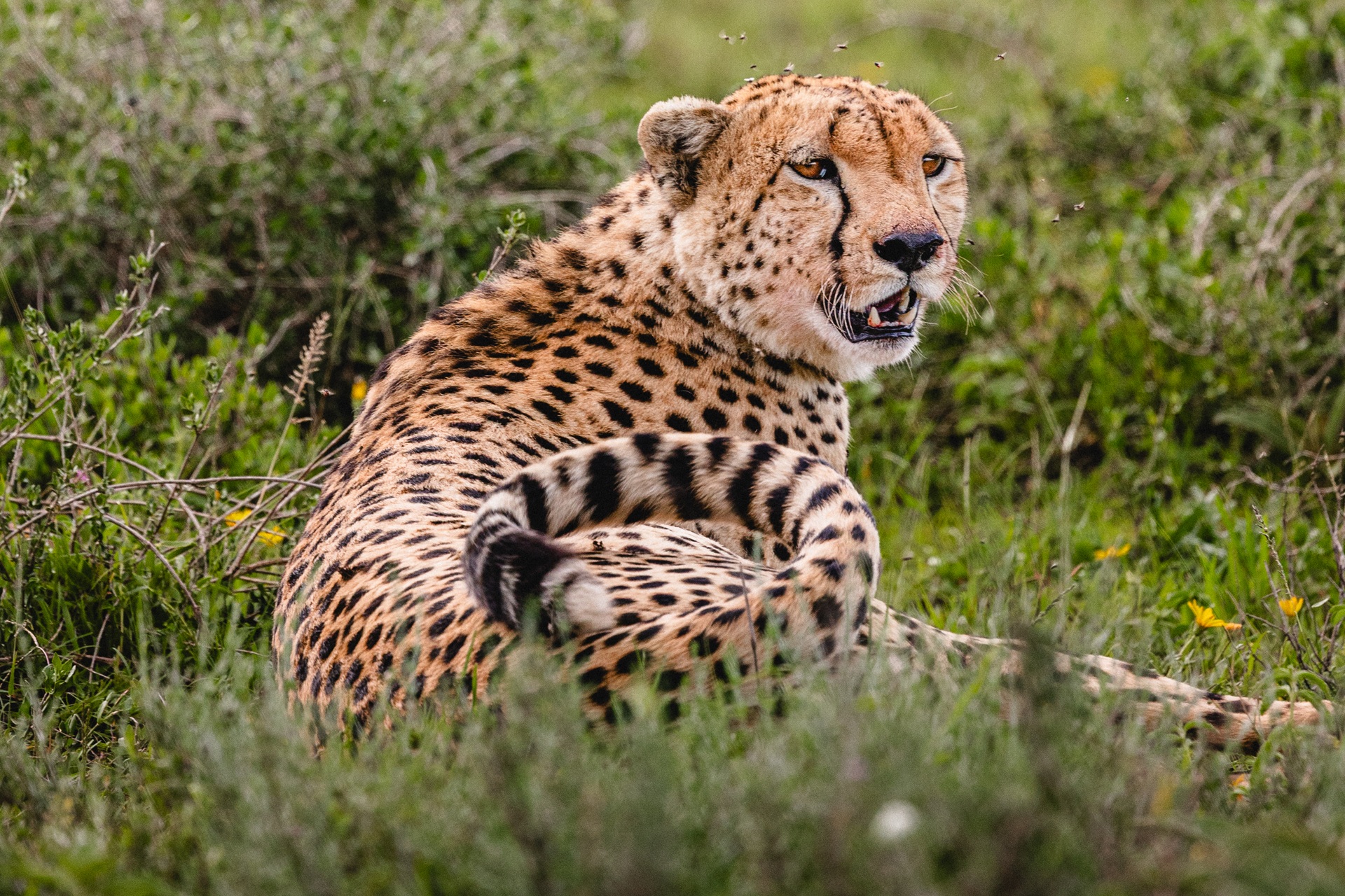 Photo of a big cat in a safari