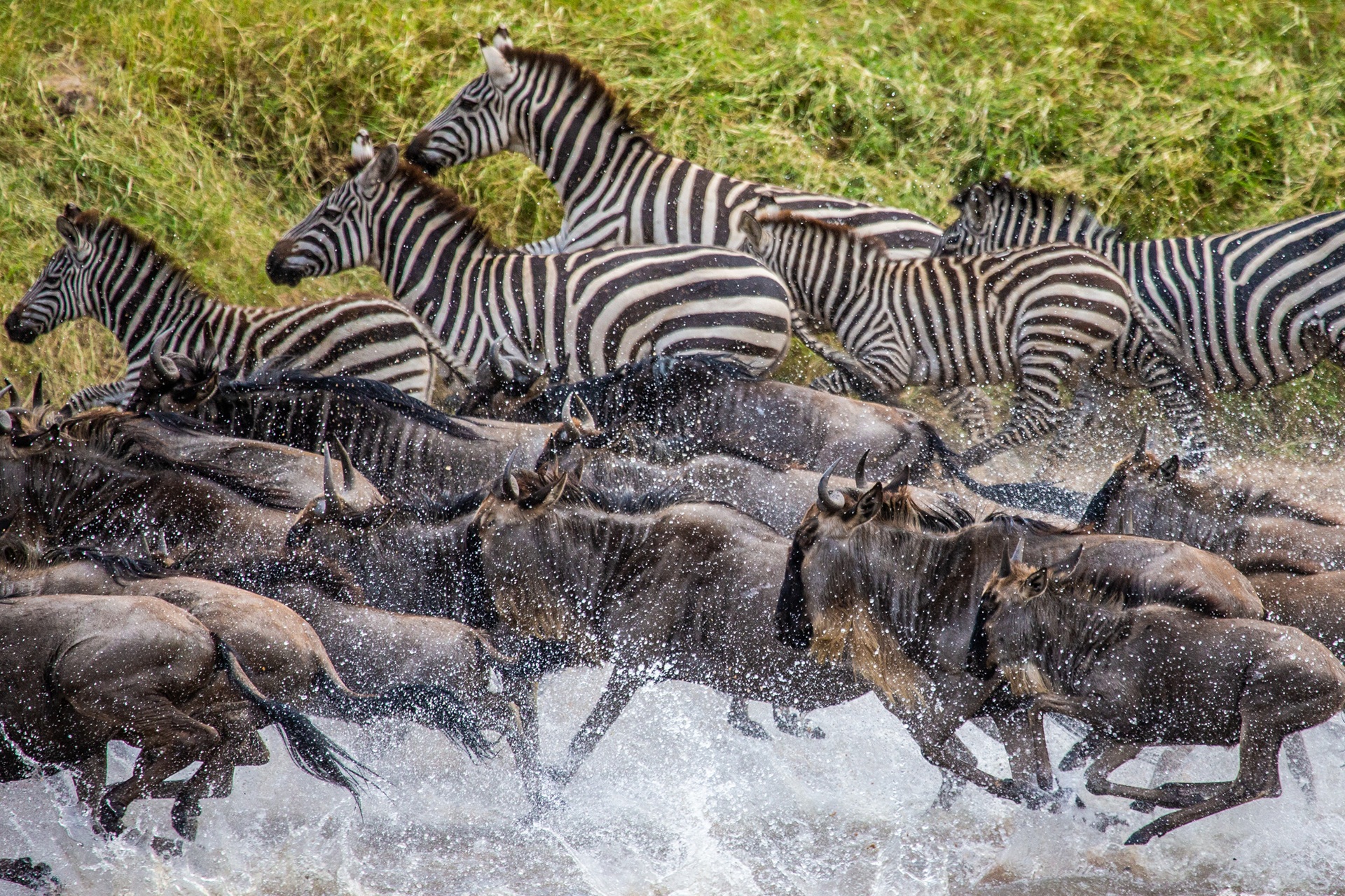 TZN_Songa_2015_Northern Serengeti_Auberge Safari_1 Auberge Safari