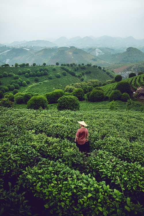 Photo of a person walking in the fields